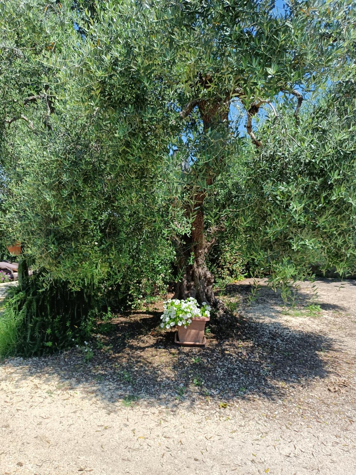 Colle Perazzoni Appartement Fiano Romano Buitenkant foto